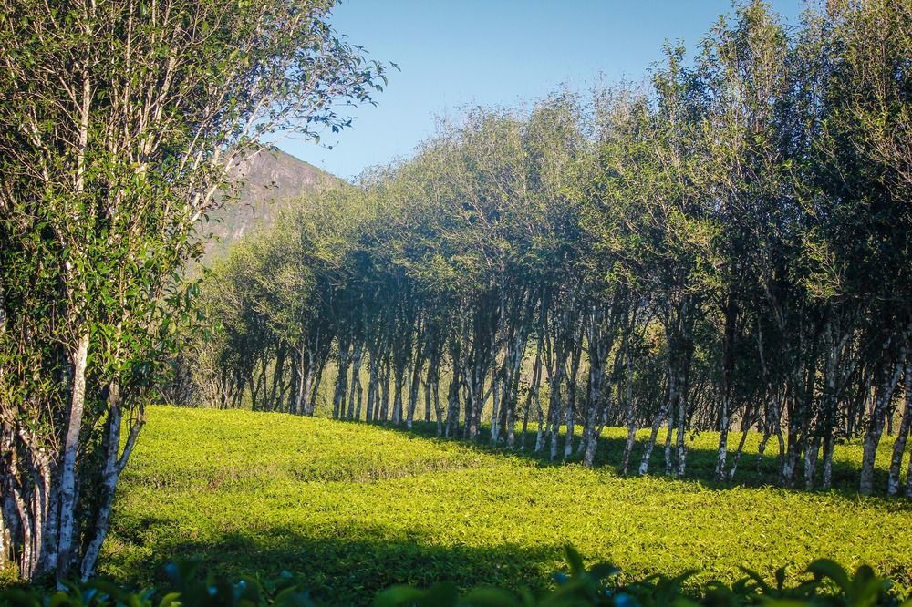 Hatale Tea Estate Bungalow Madulkele Εξωτερικό φωτογραφία