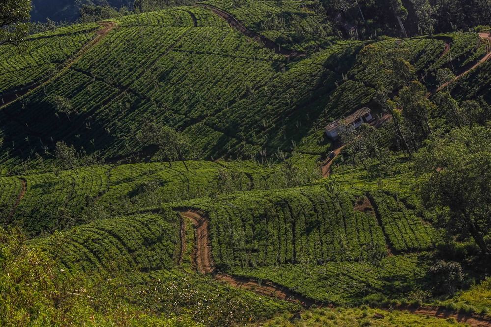 Hatale Tea Estate Bungalow Madulkele Εξωτερικό φωτογραφία